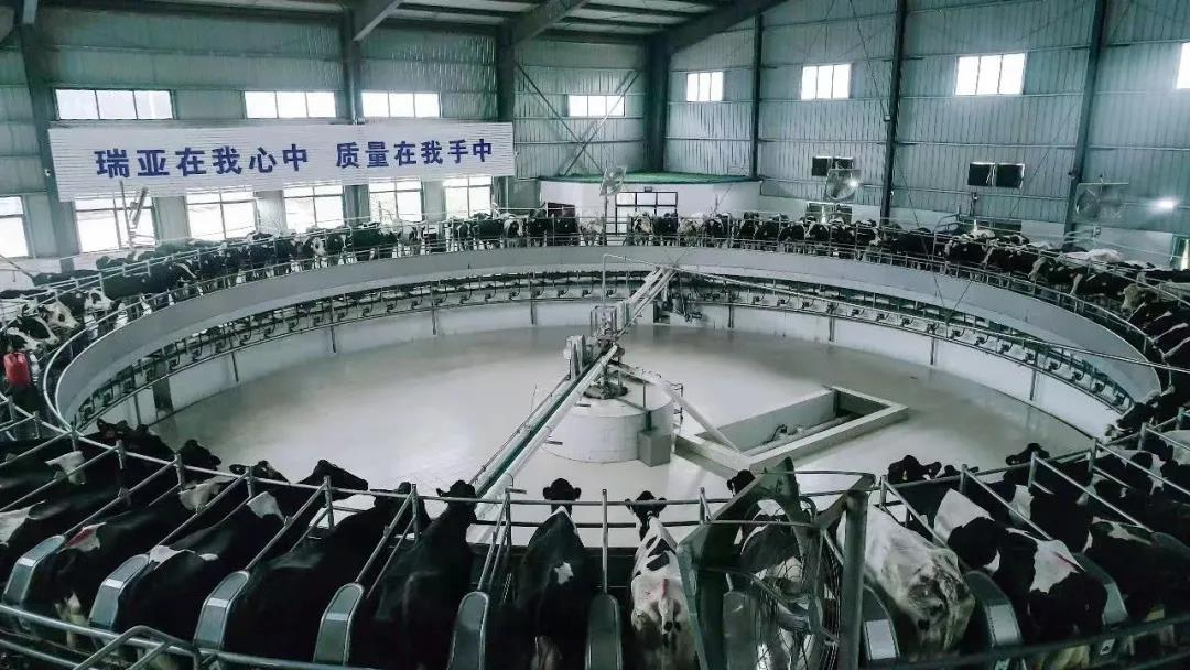 花花牛丨國家奶牛產業(yè)技術體系首席科學家、中國農業(yè)大學教授李勝利一行蒞臨花花牛魯山瑞亞參觀調研